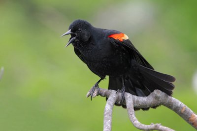 038_RedWingBlackbird.jpg