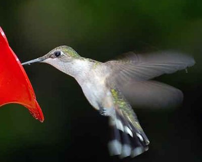 hummer-ect-034-copy.jpg