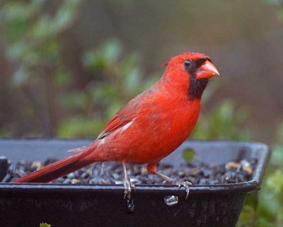 DSC_0060.jpg