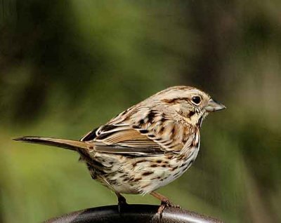 A-Birds-01-015.jpg