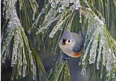 Birds-3-002-copy.jpg