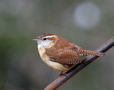 DSC_0332.jpg