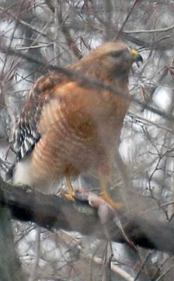 DSC_0377.jpg