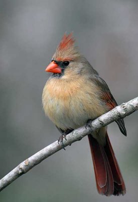 DSC_0382.jpg