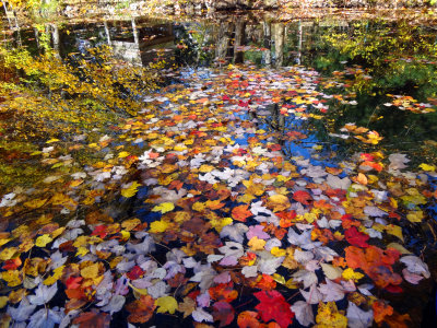 Leaves on the water