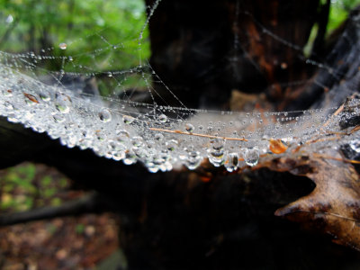 after the rain II