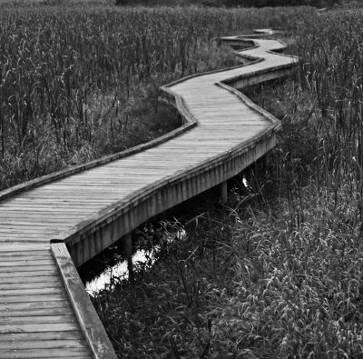 On the white trail