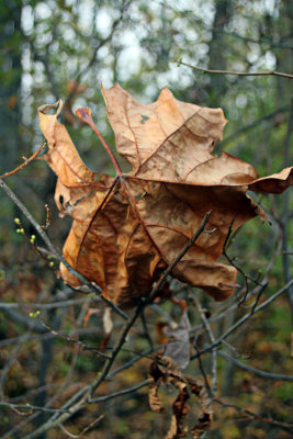 leaf.jpg