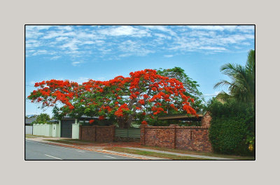 The Poinciana (Delonix regia), it grows in Queensland Australia. 