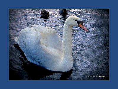 Graceful as a Swan can be
