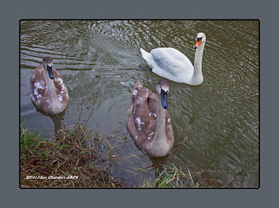 First pictures using the Canon EF 40mm f/2.8 STM Lens and EOS 5D MkII Body