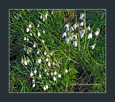 Early sign of Spring 31 January 2013