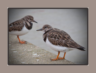 Turnstones at Harwich