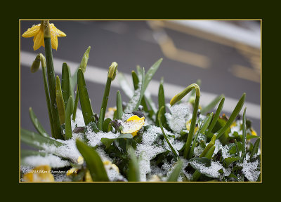 My Window Box Today  24 March 2013