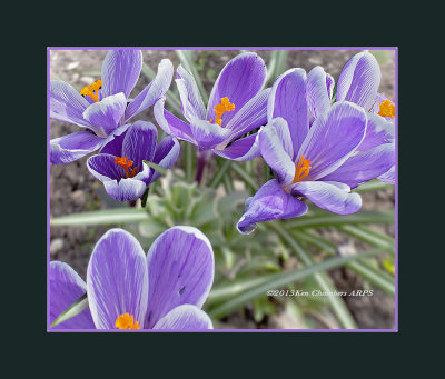 Telling you that It's Spring
