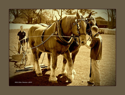 Heavy Horse Display 