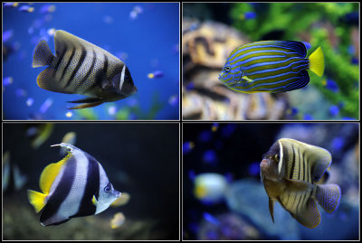 fb_fish2.jpg
