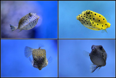fb_fish3.jpg