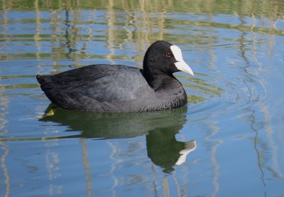 Foulque macroule (Fulica atra) Coot