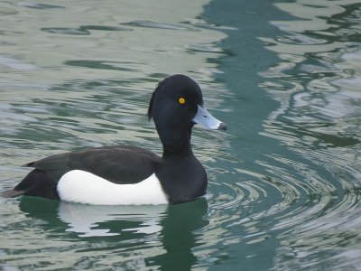 Fuligule morillon Aythya fuligula - Tufted Duck
