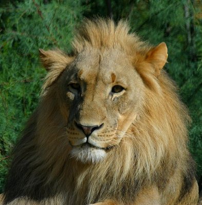 Panthera leo