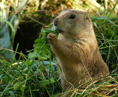 Cynomys ludovicianus