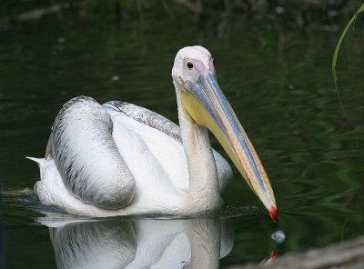 Pélican Rose (Pelecanus onocrotalus)
