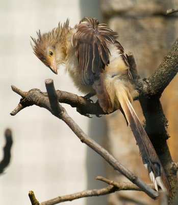 Guirakuckuck (Guira guira)