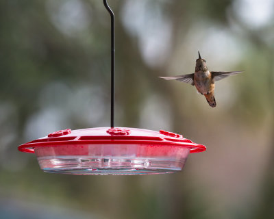 December 30th hummingbird!