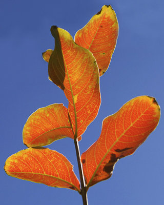 Autumn colour comes late in Texas