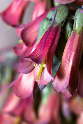 Mexican Hat Plant flowers