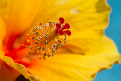 Sunny yellow hibiscus