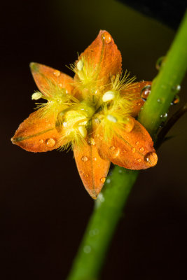 Bulbine flower