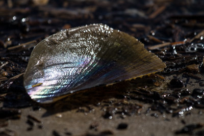 Beautiful beach shell