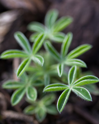 Texas Bluebonnet babies