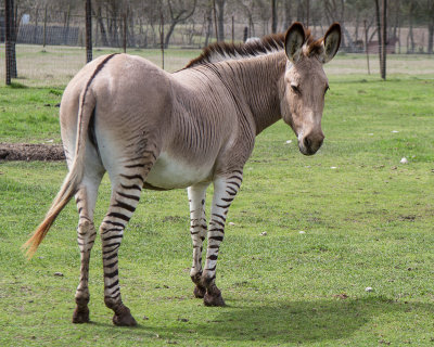 Zonkey