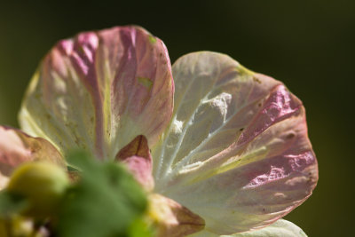 Abutilon