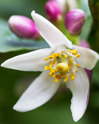 First lemon blossom