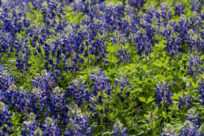 Bluebonnets galore