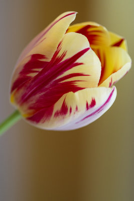 Tulip