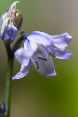 Spanish Hyacinth