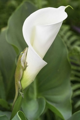 Lizard on white calla lily