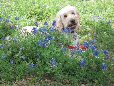 Teddy in the bluebonnets