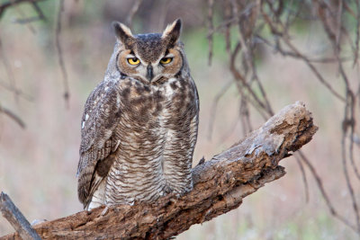 Owl, Great Horned 0435