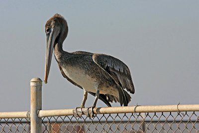 Pelican, Brown 2745