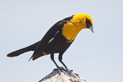 Blackbird, Yellow Headed 7766