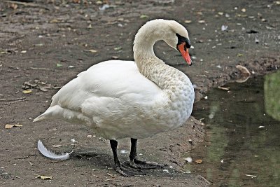 Swan, Mute 9718