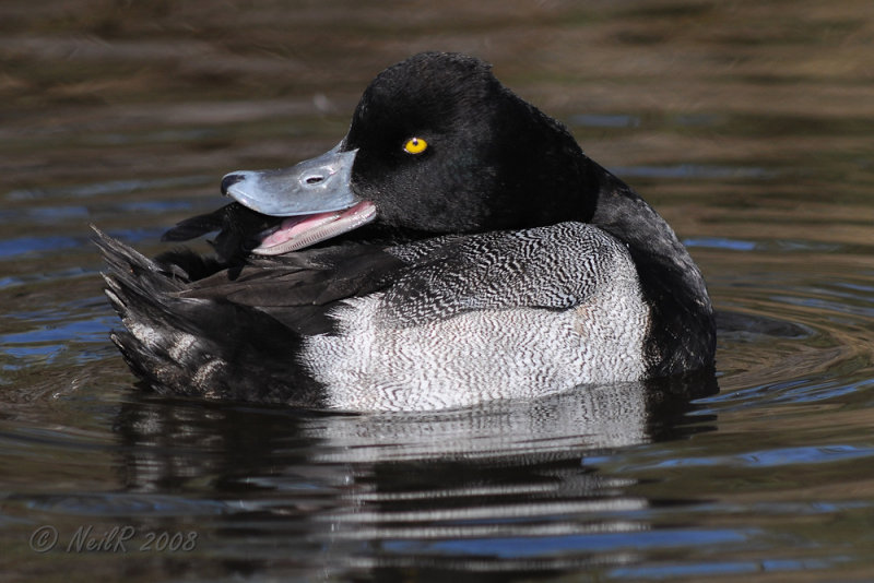 Duck, Lesser Scaup DSCN_140871.JPG