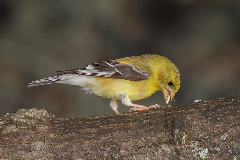 Goldfinch, American DSCN_119640.JPG