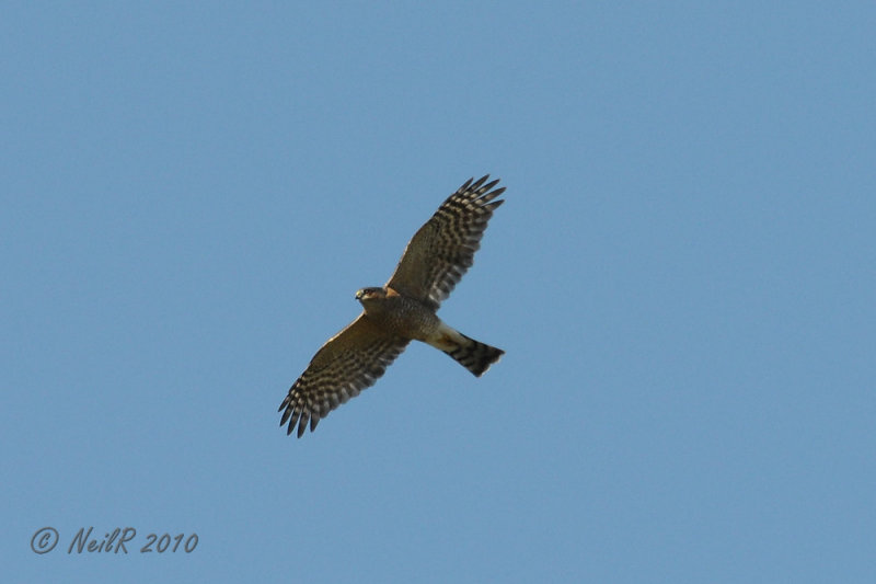 Hawk, Sharp-Shinned DSCN_216690.JPG